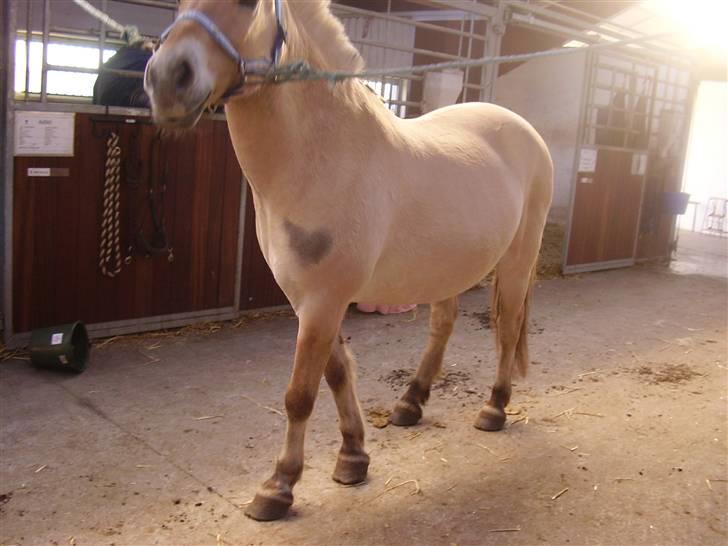 Fjordhest Nikki boy !<3 #Halvpart# billede 15