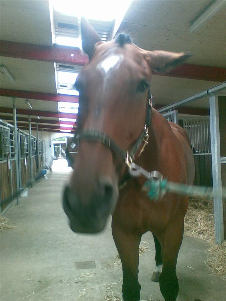 Oldenborg Santana billede 5