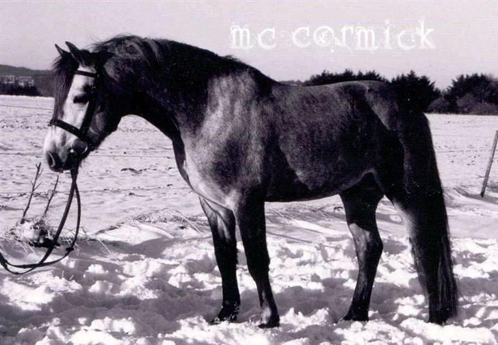 Connemara Marskenkols Mc Cormick - Marskenkols Mc Cormick - som unghest i snen <3 billede 19