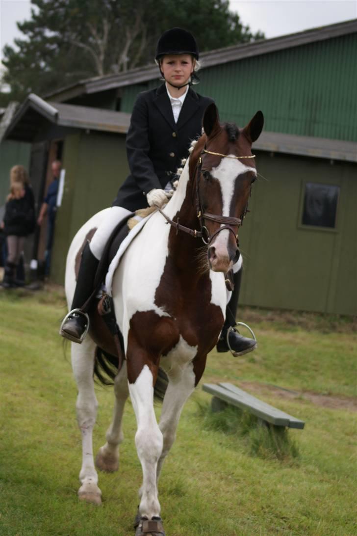 Pinto Elkærs Tucson - På vej til dressur <3 billede 7