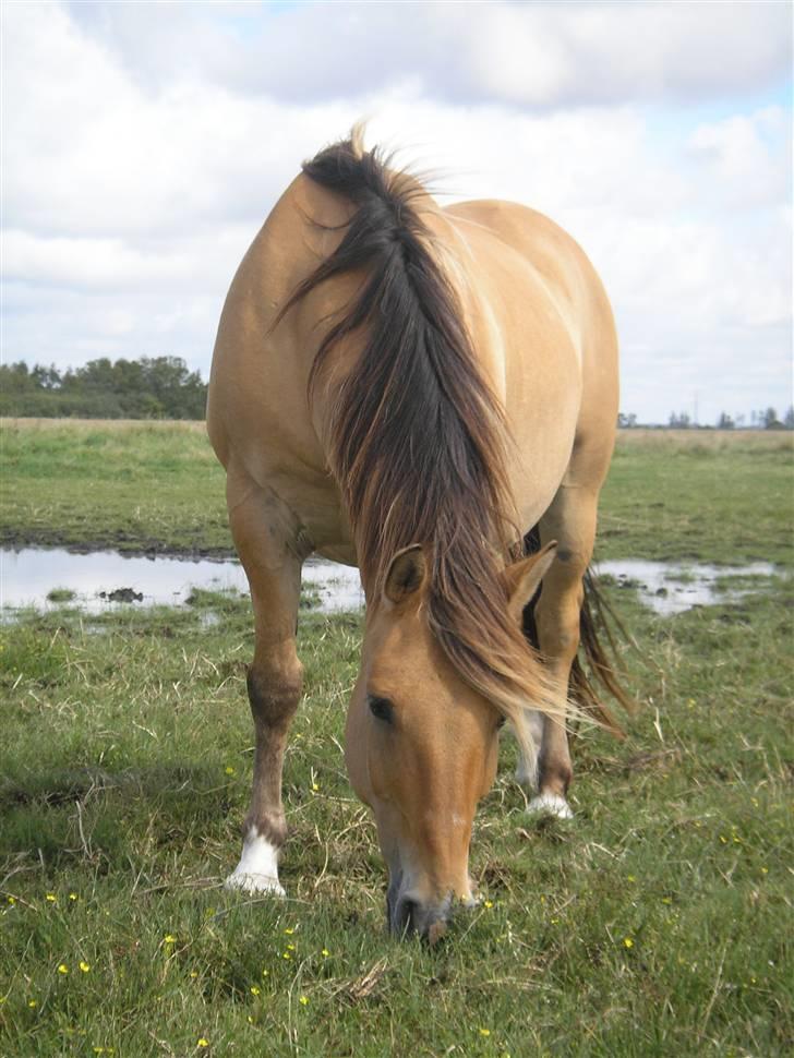 Anden særlig race Ivan RIP - Ivan på sommergræs. (sommer 2008) billede 12
