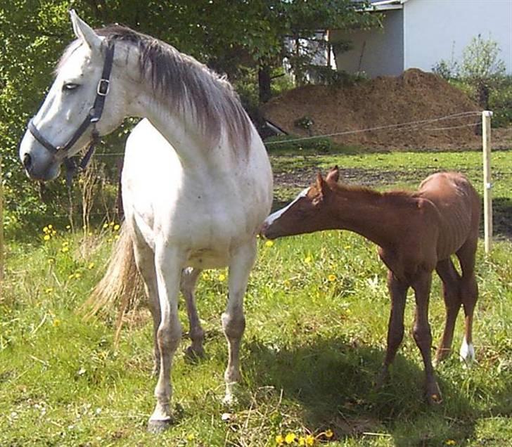 Anden særlig race Gesiah <3 *UDLÅNT* - Ga-Zia med sin mor i maj 2006. 6 timer gammel. billede 1