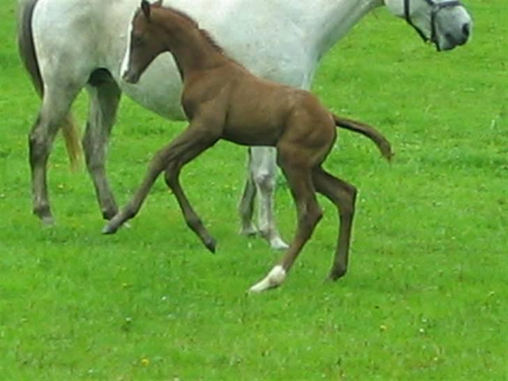 Anden særlig race Gesiah <3 *UDLÅNT* - Maj 2006, 1 uge gammel. VILD :D billede 2