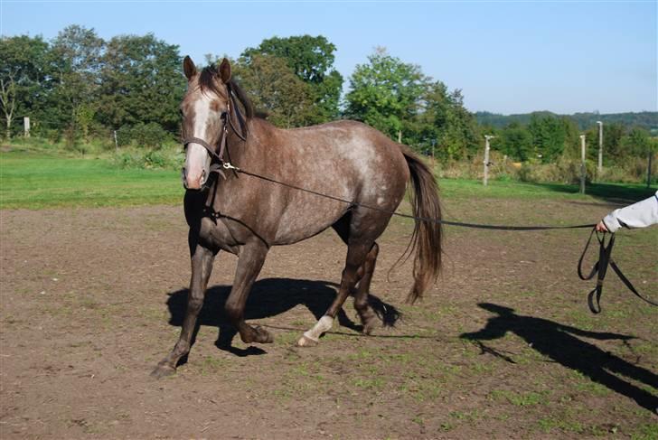 Anden særlig race Gesiah <3 *UDLÅNT* - I longen d. 24 sep 2008. billede 3