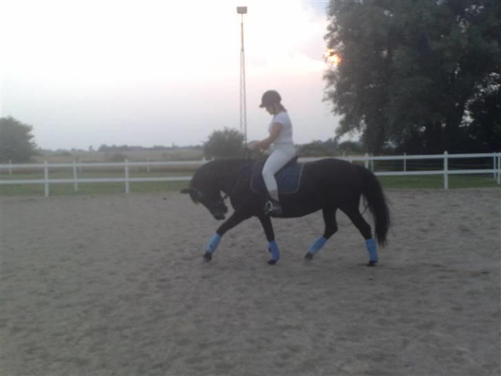 New Forest Gay Countess cantana - min veninde skulle lige prøve hende og jaah hun kan godt ride dressur den gamle pony billede 13