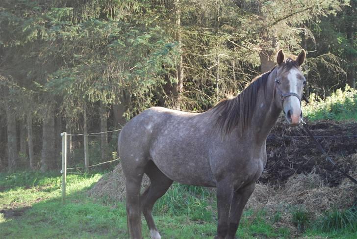 Anden særlig race Gesiah <3 *UDLÅNT* - 24 sep 2008. billede 4