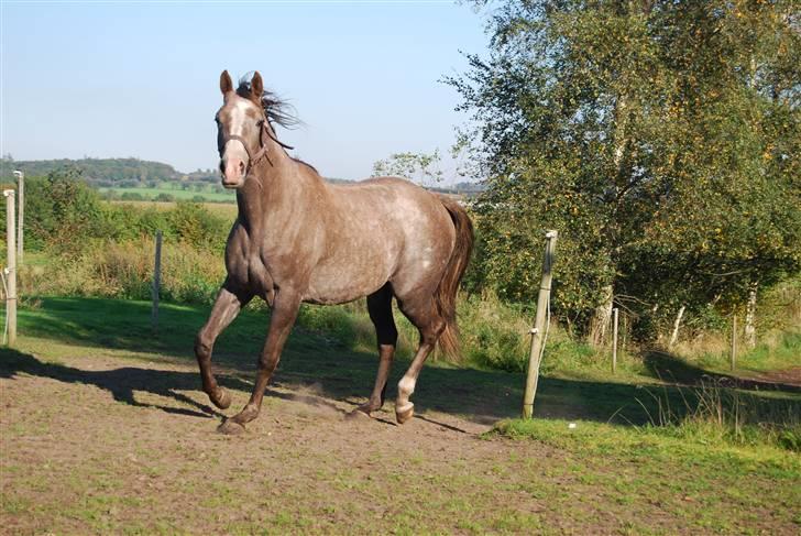 Anden særlig race Gesiah <3 *UDLÅNT* billede 5