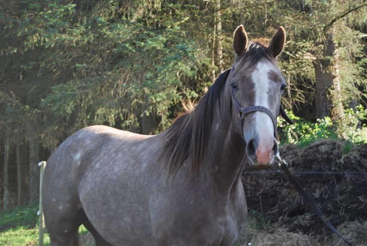 Anden særlig race Gesiah <3 *UDLÅNT* billede 6