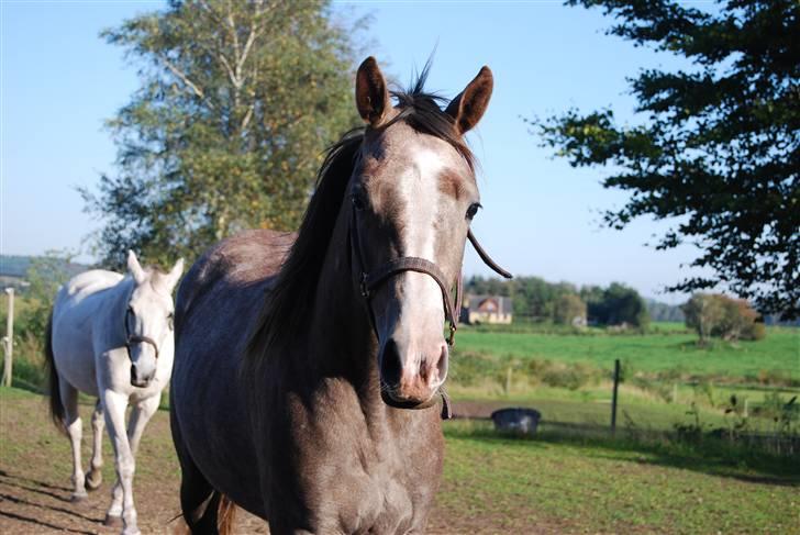 Anden særlig race Gesiah <3 *UDLÅNT* - hej? billede 8