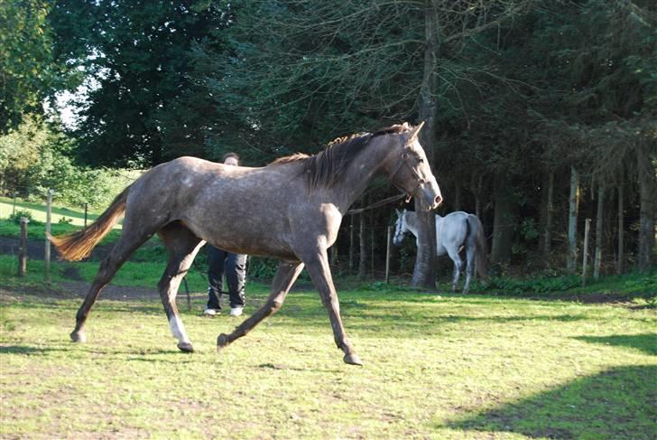 Anden særlig race Gesiah <3 *UDLÅNT* - I longen :D billede 9