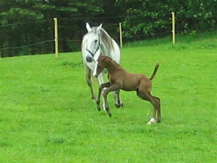 Anden særlig race Gesiah <3 *UDLÅNT* billede 10