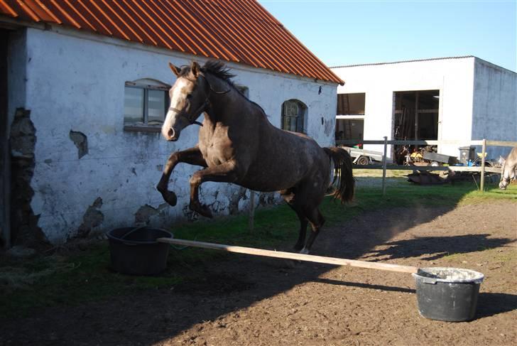 Anden særlig race Gesiah <3 *UDLÅNT* - *HOP* - skal lige sige hun ikke er tvunget eller noget, men at hun syns det er sjovt d; billede 11