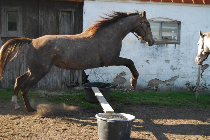 Anden særlig race Gesiah <3 *UDLÅNT* - ^^ så smuk <3 billede 12