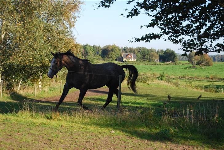 Anden særlig race Gesiah <3 *UDLÅNT* - Weeee... :D billede 13