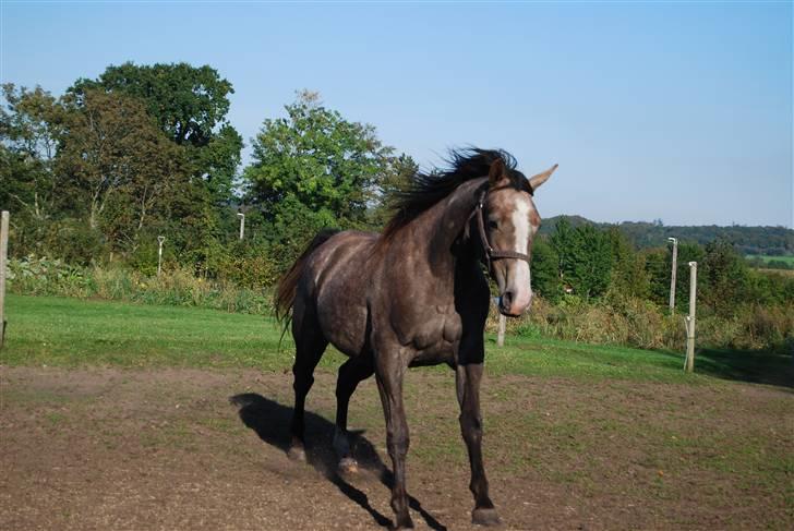 Anden særlig race Gesiah <3 *UDLÅNT* - Faveller xD billede 14