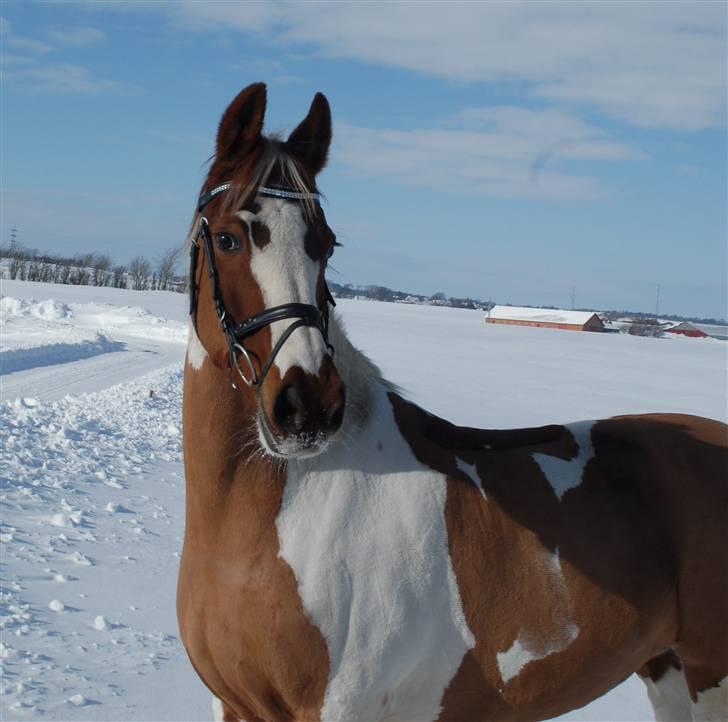 Pinto Dominique - Feb 2010 billede 18