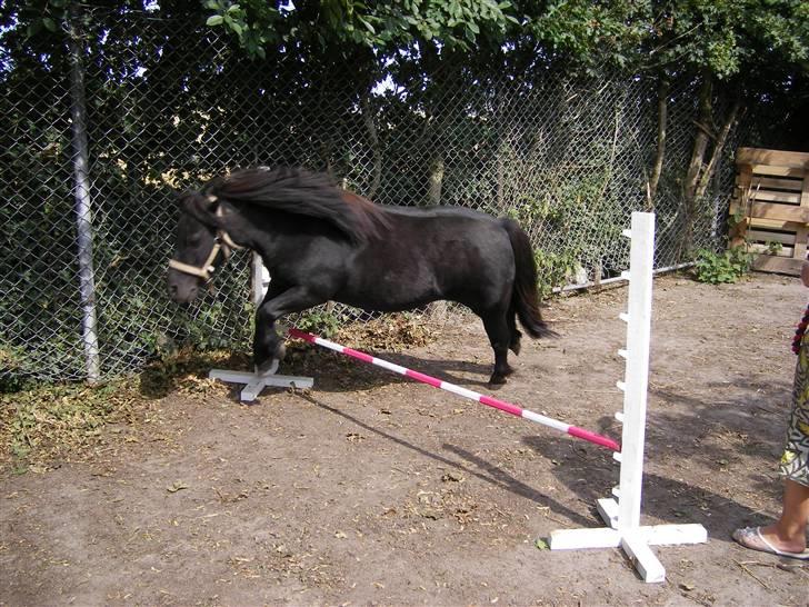 Shetlænder Sali SOLGT - springer billede 2