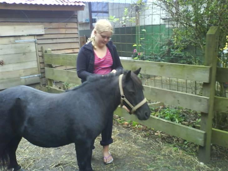 Shetlænder Sali SOLGT - for flettet sit fine hård billede 3
