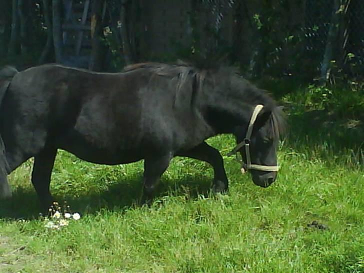 Shetlænder Sali SOLGT - snuser rundt på folden billede 4