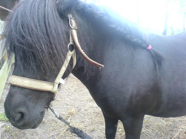 Shetlænder Sali SOLGT - med fint hår billede 5