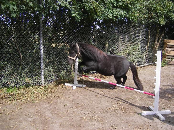 Shetlænder Sali SOLGT - spriing billede 6