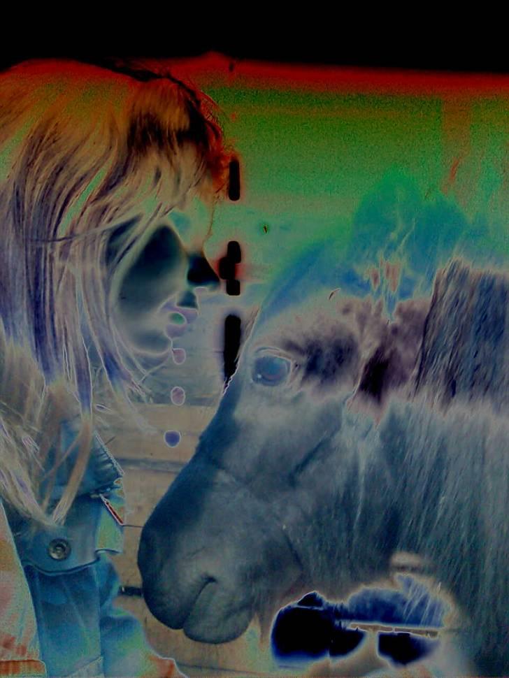 Shetlænder Sali SOLGT billede 7