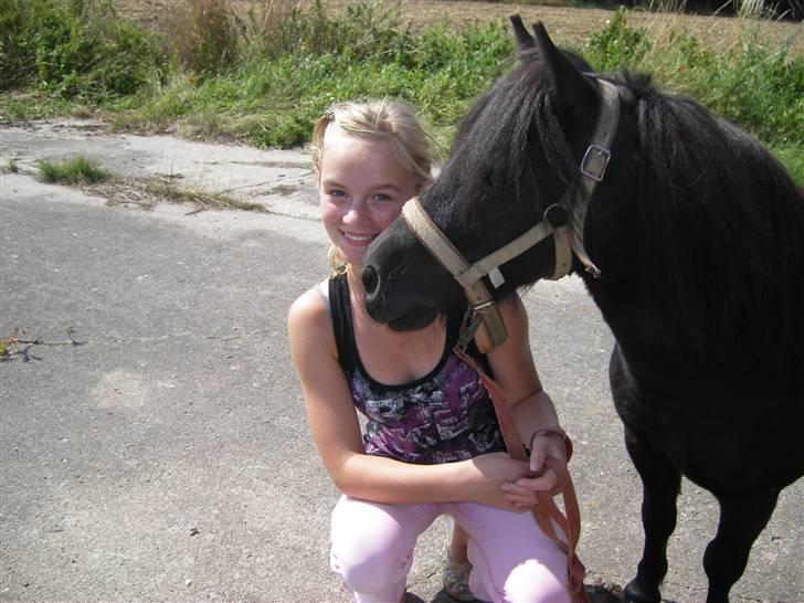 Shetlænder Sali SOLGT - ude på den gamle landingsbane(= billede 8