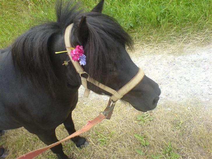 Shetlænder Sali SOLGT - med fine blomster billede 9