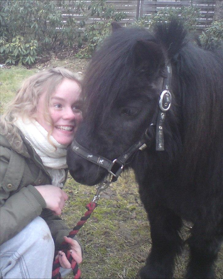 Shetlænder Sali SOLGT billede 10