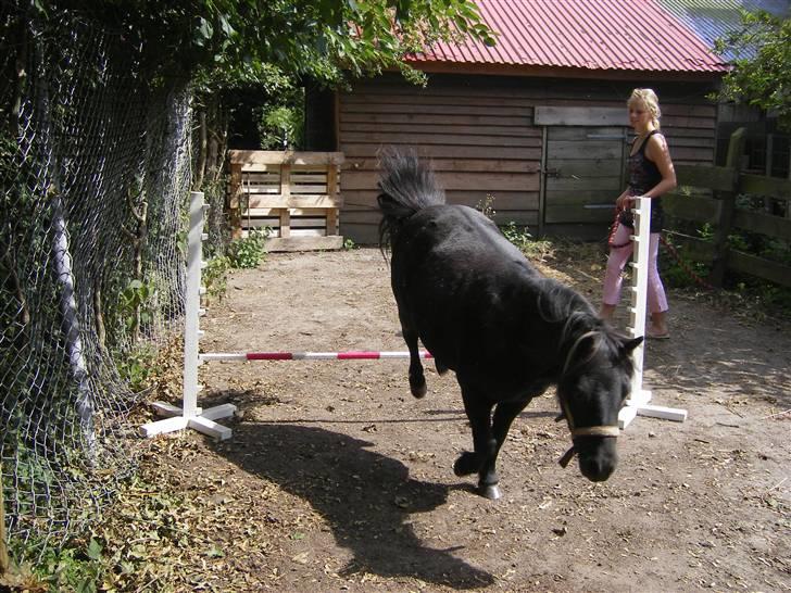 Shetlænder Sali SOLGT billede 11