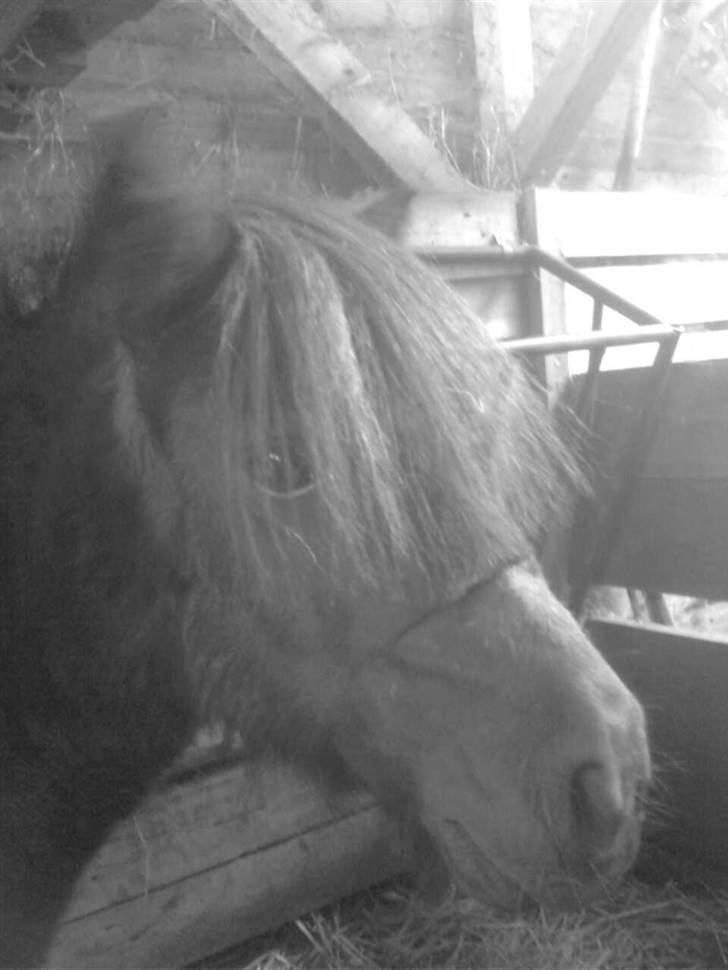 Shetlænder Sali SOLGT billede 12