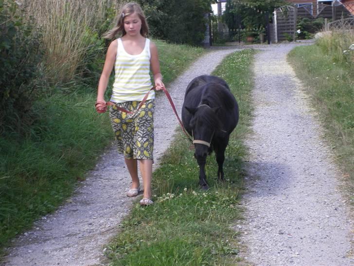 Shetlænder Sali SOLGT - på vej ned af markvejen(= billede 13