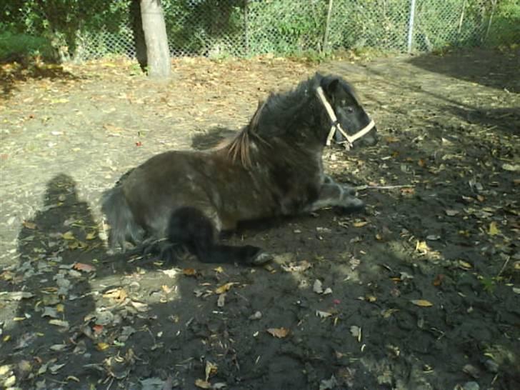 Shetlænder Sali SOLGT - slapper lidt af billede 14