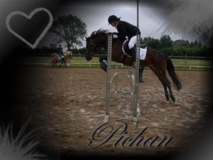 New Forest Pichan R.I.P. - Den smukkeste og mest flyvende prinsesse. Jeg savner dig! billede 3