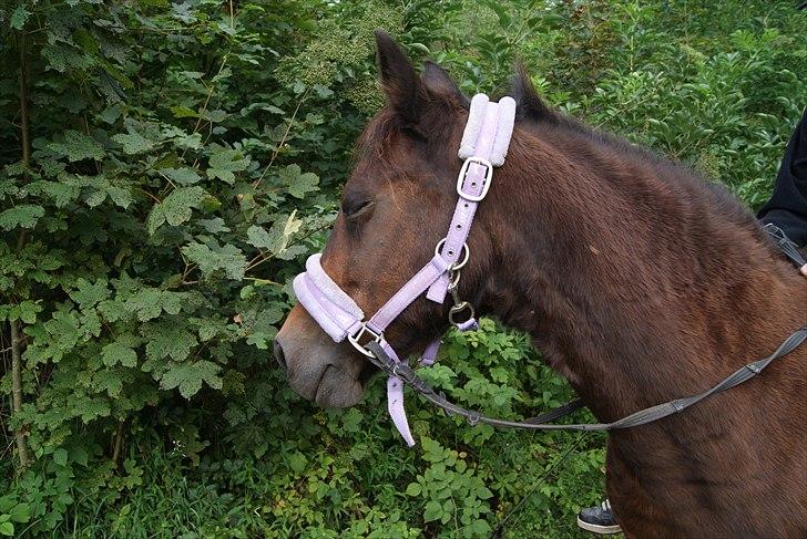 New Forest Pichan R.I.P. - Only a real friend can be that beauty ... billede 4