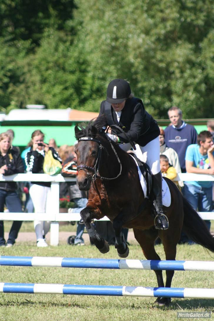 New Forest Pichan R.I.P. - Yihaa .. :D billede 6