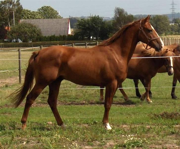 Anden særlig race Skovgårds Viktor - Velkommen til Viktor´s profil :D billede 1