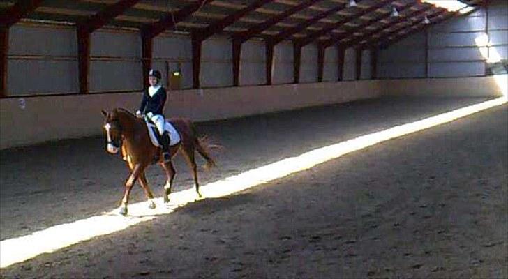 Anden særlig race Skovgårds Viktor - Grundlovstræf på Lundby Efterskole - Juni 2010 :) billede 8