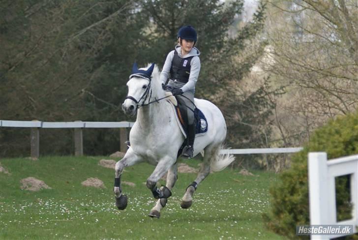 Connemara Calle - SOLGT billede 6