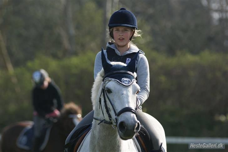 Connemara Calle - SOLGT -  //Fotomb // billede 8