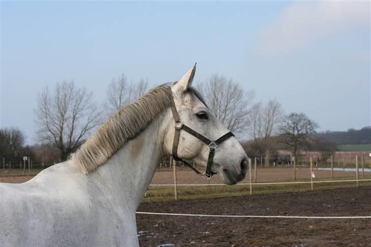 Anden særlig race Fleur - 2009 På fold Foto: Mig billede 5