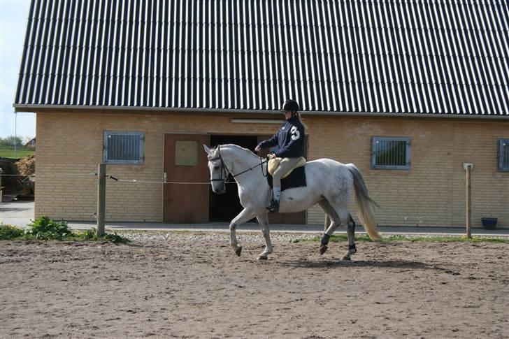 Anden særlig race Fleur - 2009 Ridning (: Foto: Sabine billede 6
