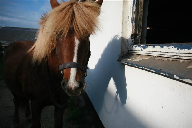 Islænder Hervör frá Rödli SOLGT  billede 9