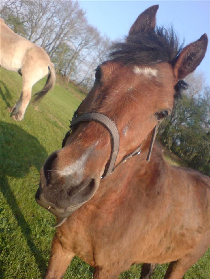 Pinto Nikita ¨Solgt¨ billede 5