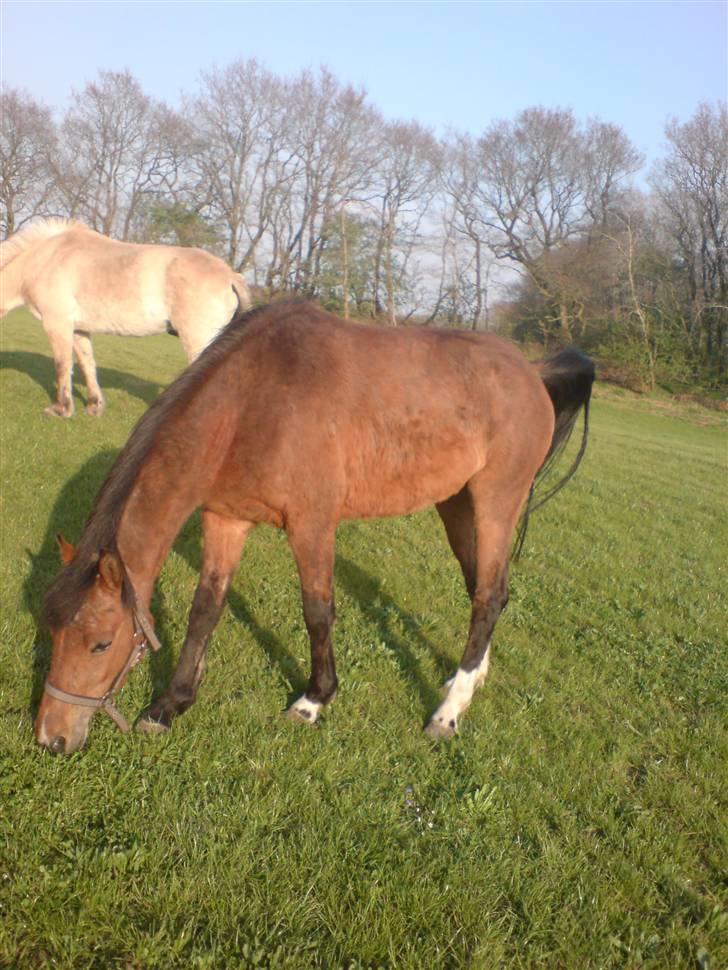 Pinto Nikita ¨Solgt¨ billede 6