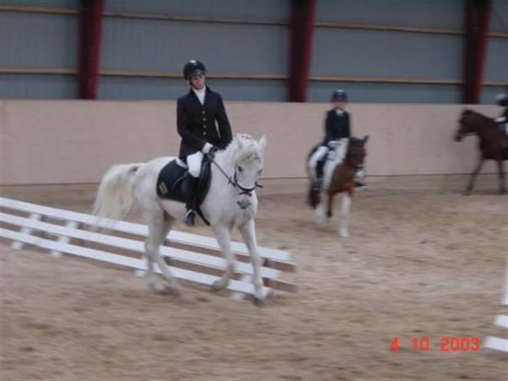 Irsk Sportspony Pan  - LB1 i en alder af 23 år. billede 3