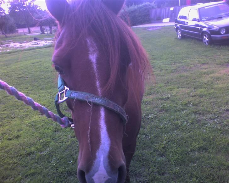 Pinto Philip ¨Solgt¨ billede 9