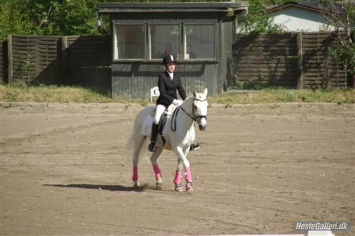 Irsk Sportspony Pan  - Stævne på Epona 2008. Fik placeringer i begge sine klasser billede 5