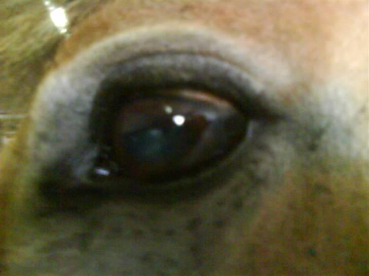 Anden særlig race Bleiki ii; <3  billede 1