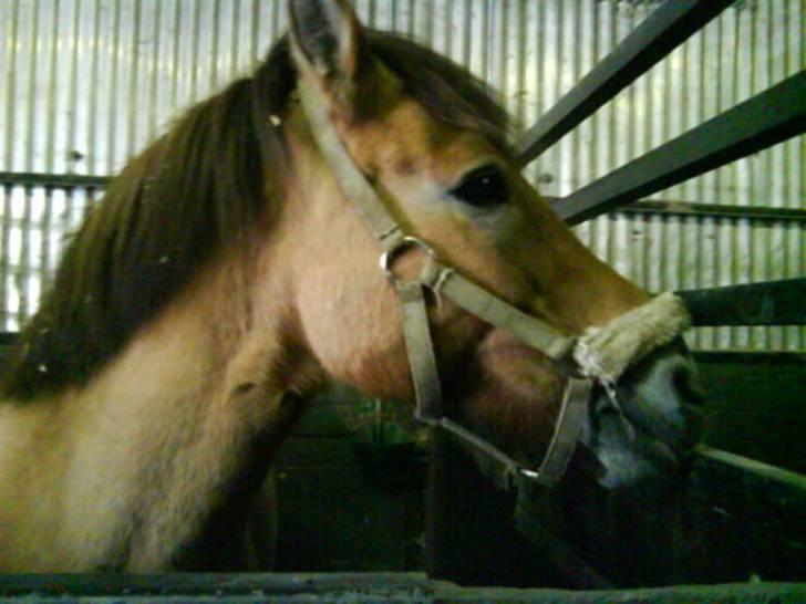 Anden særlig race Bleiki ii; <3  billede 2